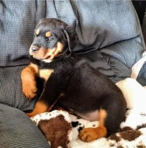 Lovely Rottweiler Puppies for Sale