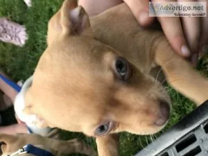 10 wk old chihuahua puppy&rsquos