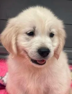 GOLDEN RETRIEVER PUPPIES