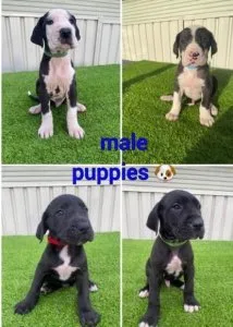 Quality  male and female Great Dane puppies