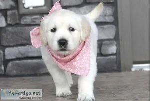 Girl and Boy Golden Retriever pupps