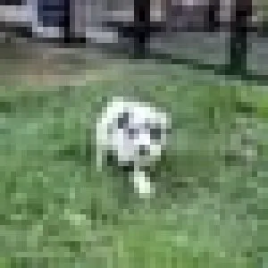 Aussiedoodles available to be rehomed