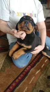 Rottweiler Puppies For Re-homing