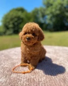 Healthy Teacup Poodle Red and Black