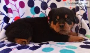 Home Trained Rottweiler Available Now