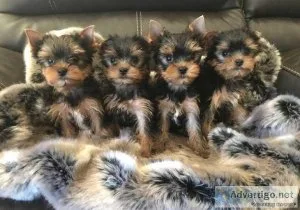 Full Pedigree Miniature Yorkshire terrier