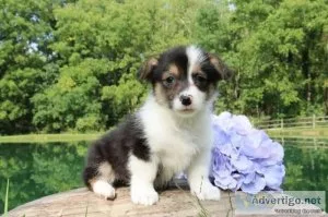 Minnie Female Pembroke Welsh Corgi