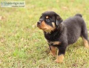 Rottweiler Puppies for Free Adoption