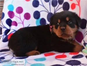 Fantastic Rottweiler Pups for Sale