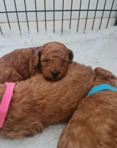 Fox red toy poodles