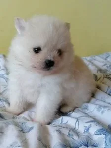 fhr pomeranian puppies for sale