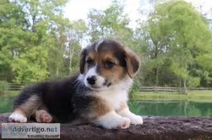 Goofy male Pembroke Welsh Corgi