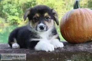 Stitch male Pembroke Welsh Corgi