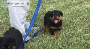 Potty Trained Rottweiler Puppies For Adoption