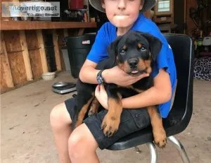 Amazing Rottweiler puppies