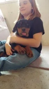 Playful Rottweiler Puppies Available
