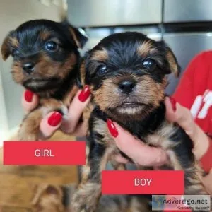 lovely Yorkshire terrier puppy for sale