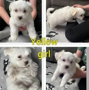 dbh  Charming Maltese puppies