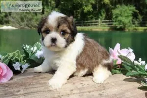 Violet Female Shihpoo