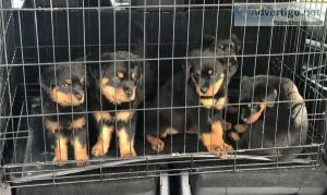 Rottweiler Puppies for Rehoming
