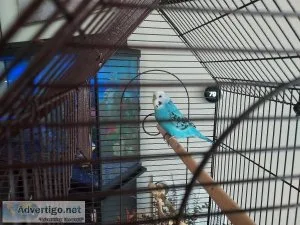 Budgie For Adoption (Free)