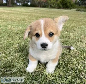 grbh Pembroke Welsh Corgi puppies