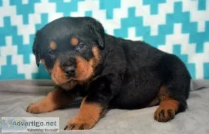 Rottweiler Puppies Available for Re-homing