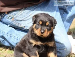 Excellent Rottweiler Puppies Adoption