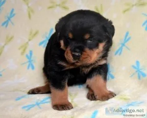 Rottweiler puppies For a New Home