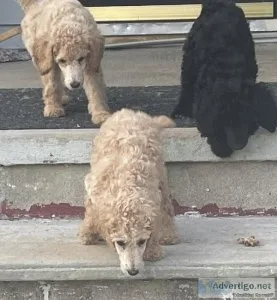 Standard poodles