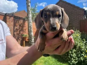 lovely  Dachshund puppies for sale