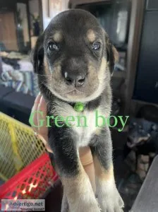 Husky Bluetick Coonhound mix puppies