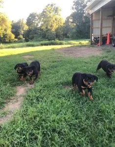 Lovely Rottweiler Puppies