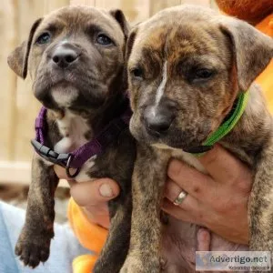 Sweet pitbull Puppy