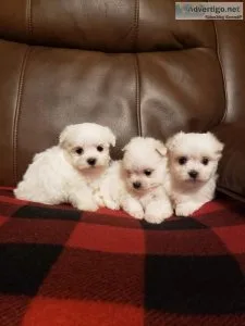 Maltese Very Small A.K.C. Purebred Puppies For Sale
