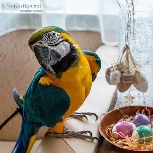 Blue and gold macaw