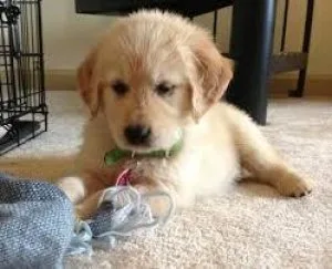 UPDATE Golden retriever puppppppps