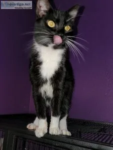 Manx Kitten