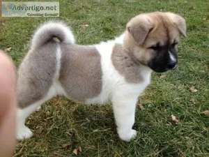 Akita Pups
