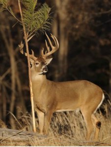 Looking For Whitetail Deer In Alabama USA  Click Here