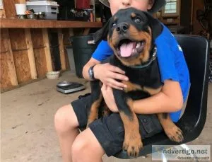 Lovely Rottweiler Puppies for Sale