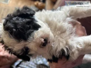 Mini Aussiedoodle