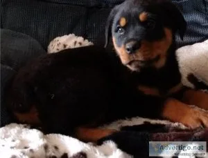 Lovable Rottweiler Puppies for Adoption