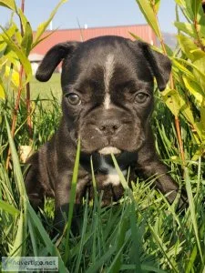 Frenchtons Available Now