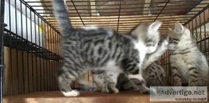 Bred Registered Bengal kittens