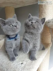 Amazing BSH Kittens Call now (260) 517-0367