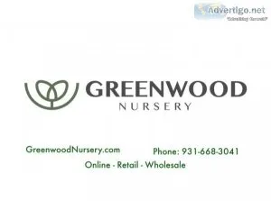 Plant Vinca minor Evergreen Ground Cover Plants