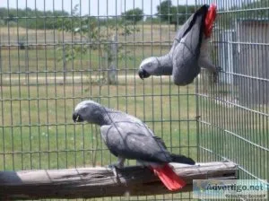 Congo African Grey Parrots