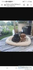 Pomeranian  puppies for sale