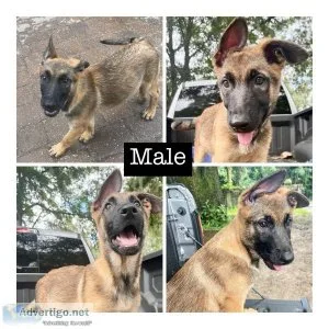 Puppies looking for a home